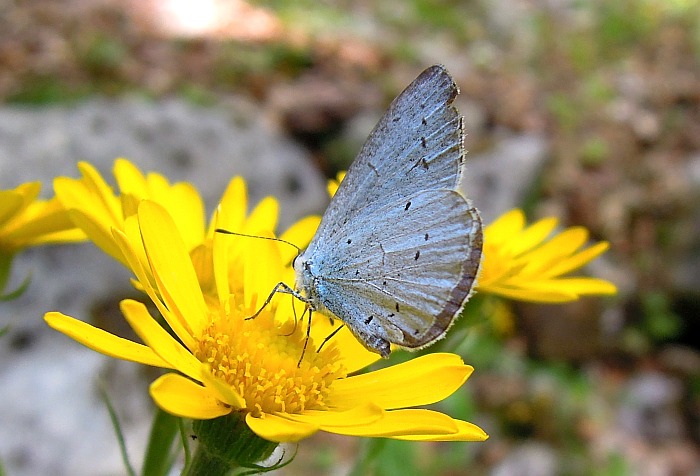 Celastrina argiolus